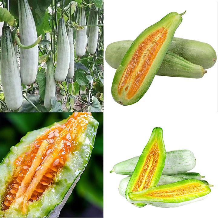 Gói 20 hạt giống dưa le chuối