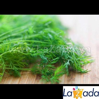 5Gr Hạt Giống Thì Là (B3.104| C15*X32*M131)