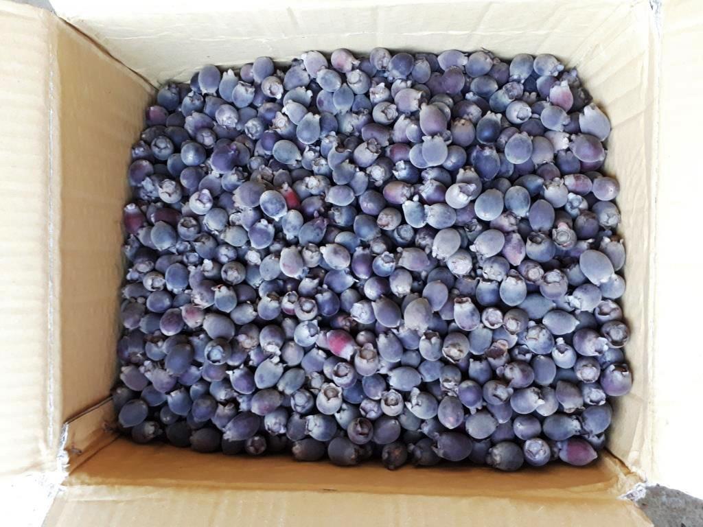 500gr Quả sim rừng khô hàng Kon Tum