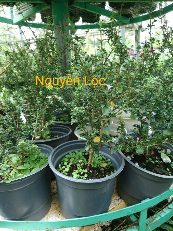 Cây bạch tuyết mai
