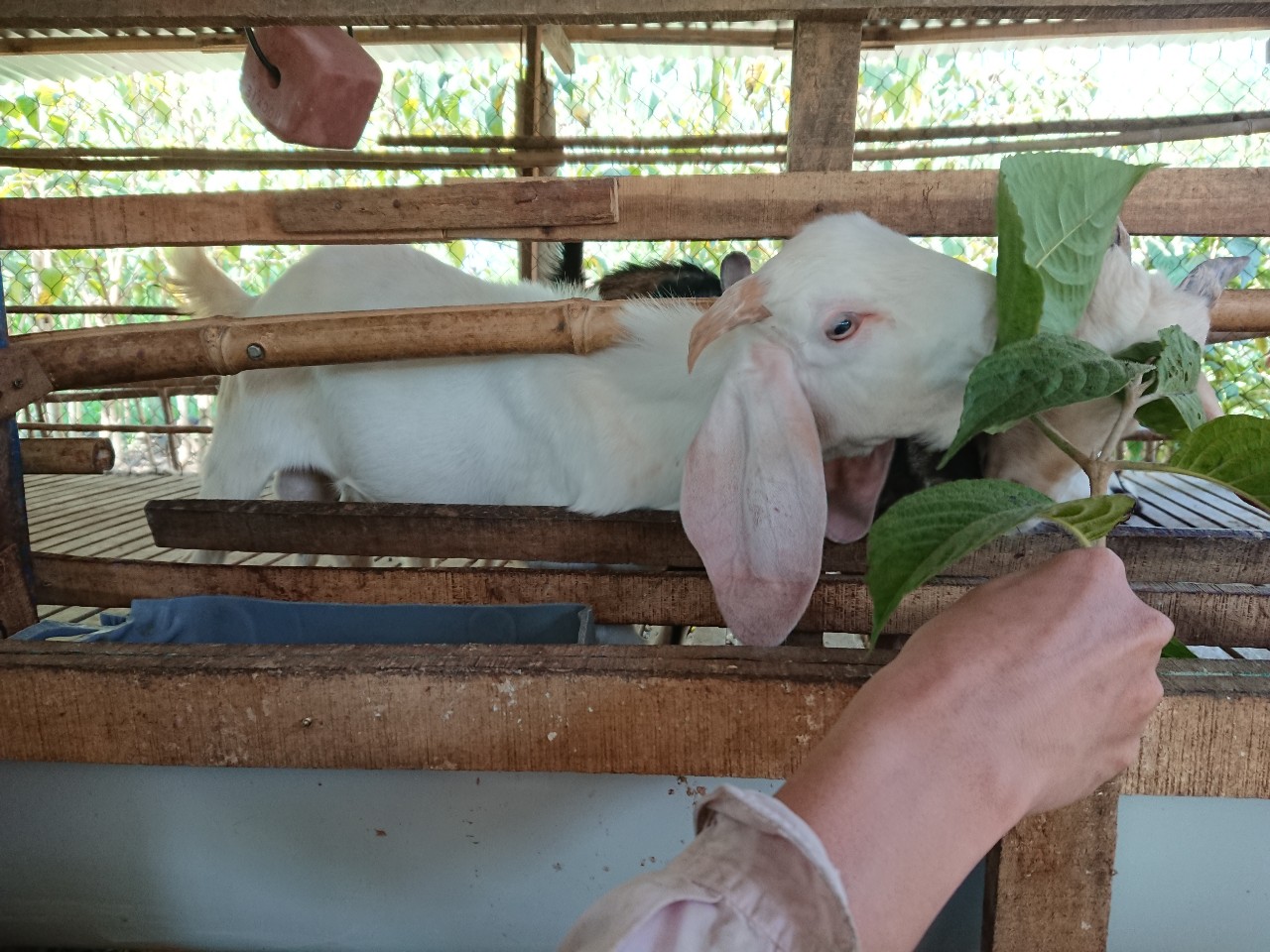 10 hom Chè Khổng Lồ - Chè Đại
