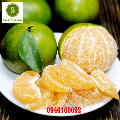 Cây Giống Quýt đường