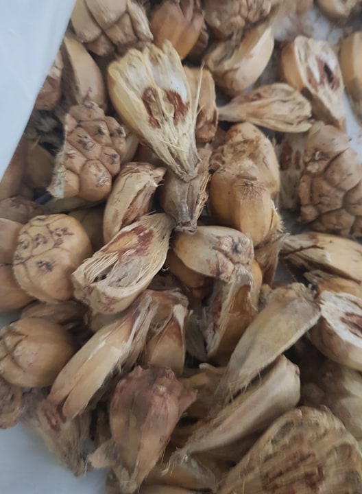 Quả dứa rừng - Quả dứa dại 500g