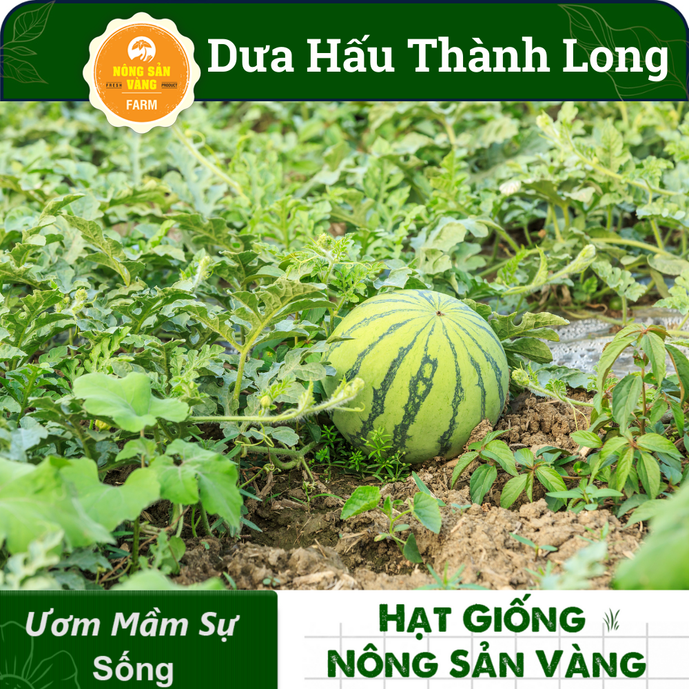Hạt Giống Dưa Hấu Thành Long (Dưa Mĩ) ( Gói 10 Hạt), siêu ngọt, siêu ngon - Nông Sản Vàng