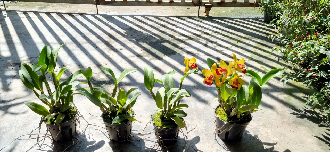 HOA LAN CATT TÚ CẦU VÀNG LƯỠI ĐỎ