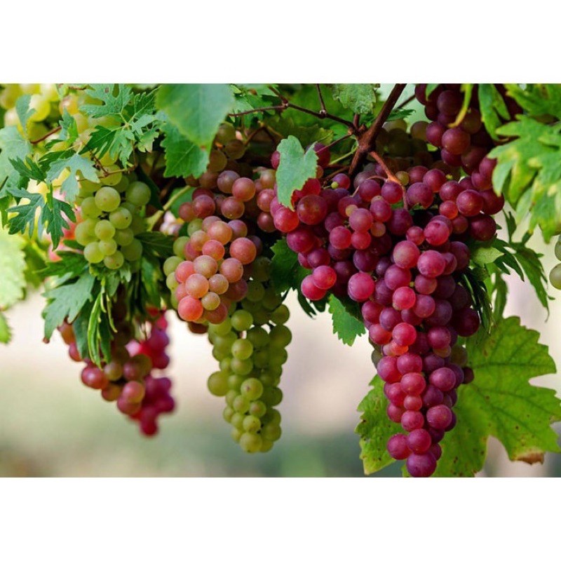 Cây giống nho Ninh Thuận chuẩn giống vị ngọt rôn rốt cây ghép mắt