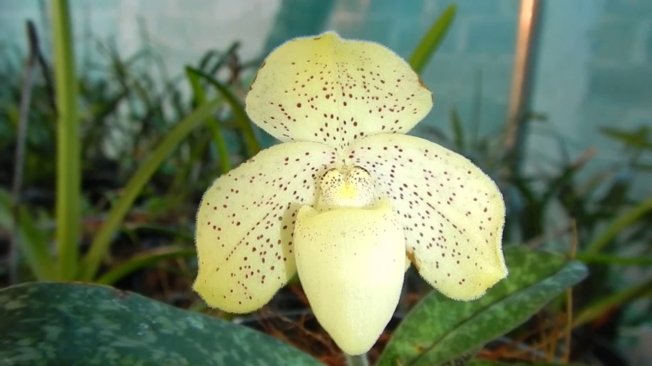 1 bó hài gấm vàng rừng nghệ an- lan giống