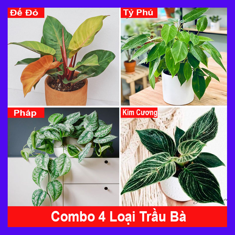 Combo 4 cây trầu bà ( cây trầu bà đế vương đỏ + trầu bà tỷ phú + trầu bà pháp + trầu bà kim cương )