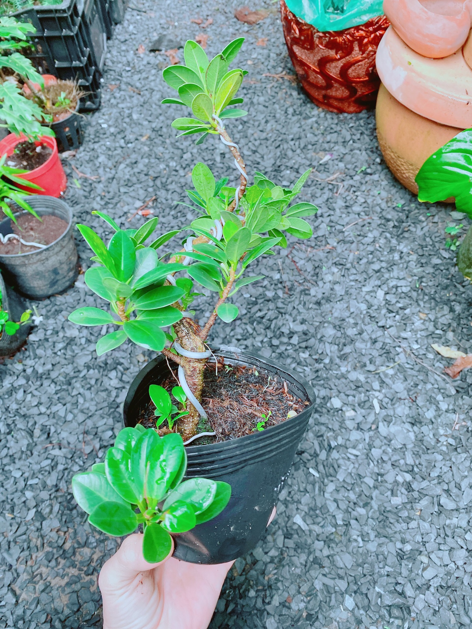 Cây Da Nhật Bonsai