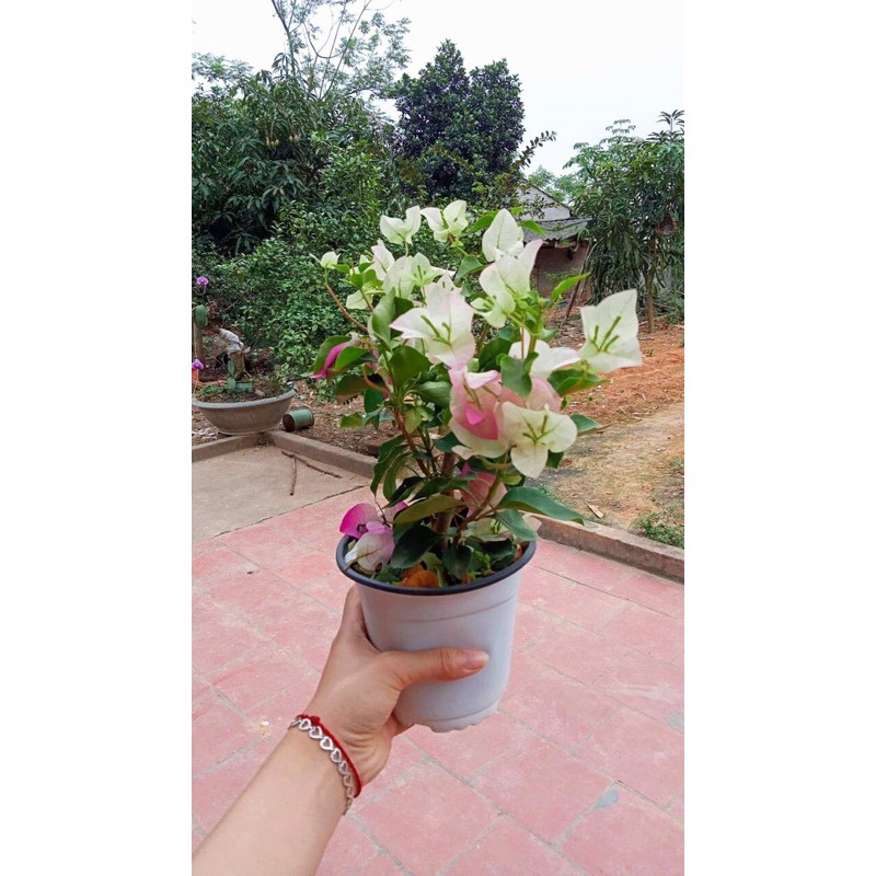 (Giảm giá 8/3) HOA GIẤY PHỚT HỒNG CÂY SẴN HOA ( cây gửi như ảnh)