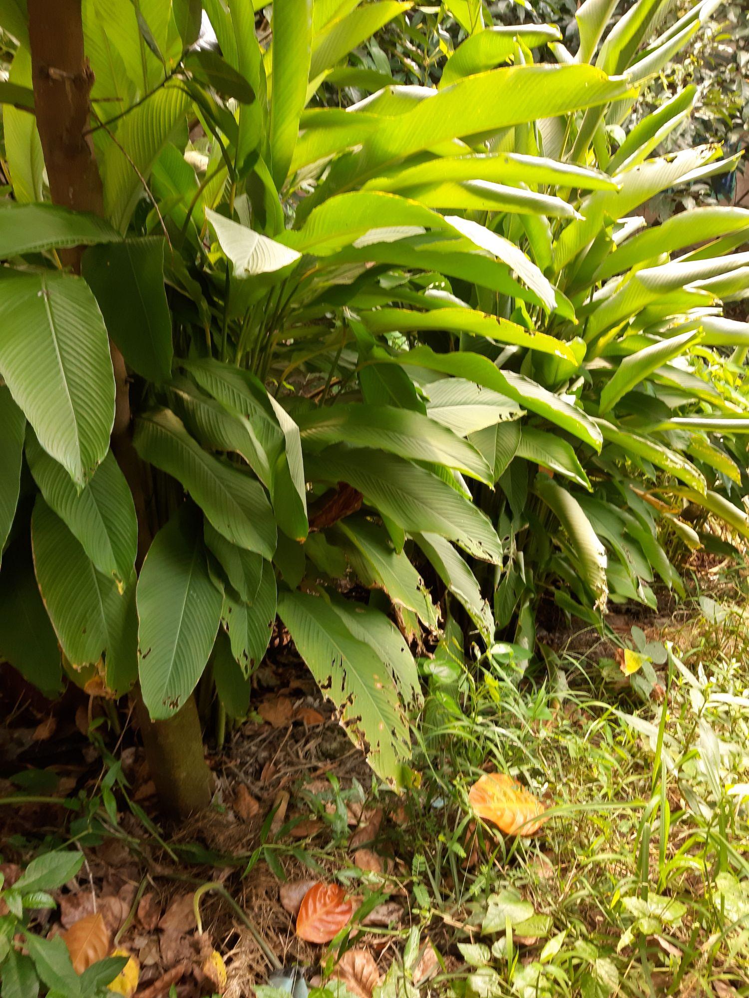củ lùn giống 15 củ tặng kèm củ ăn
