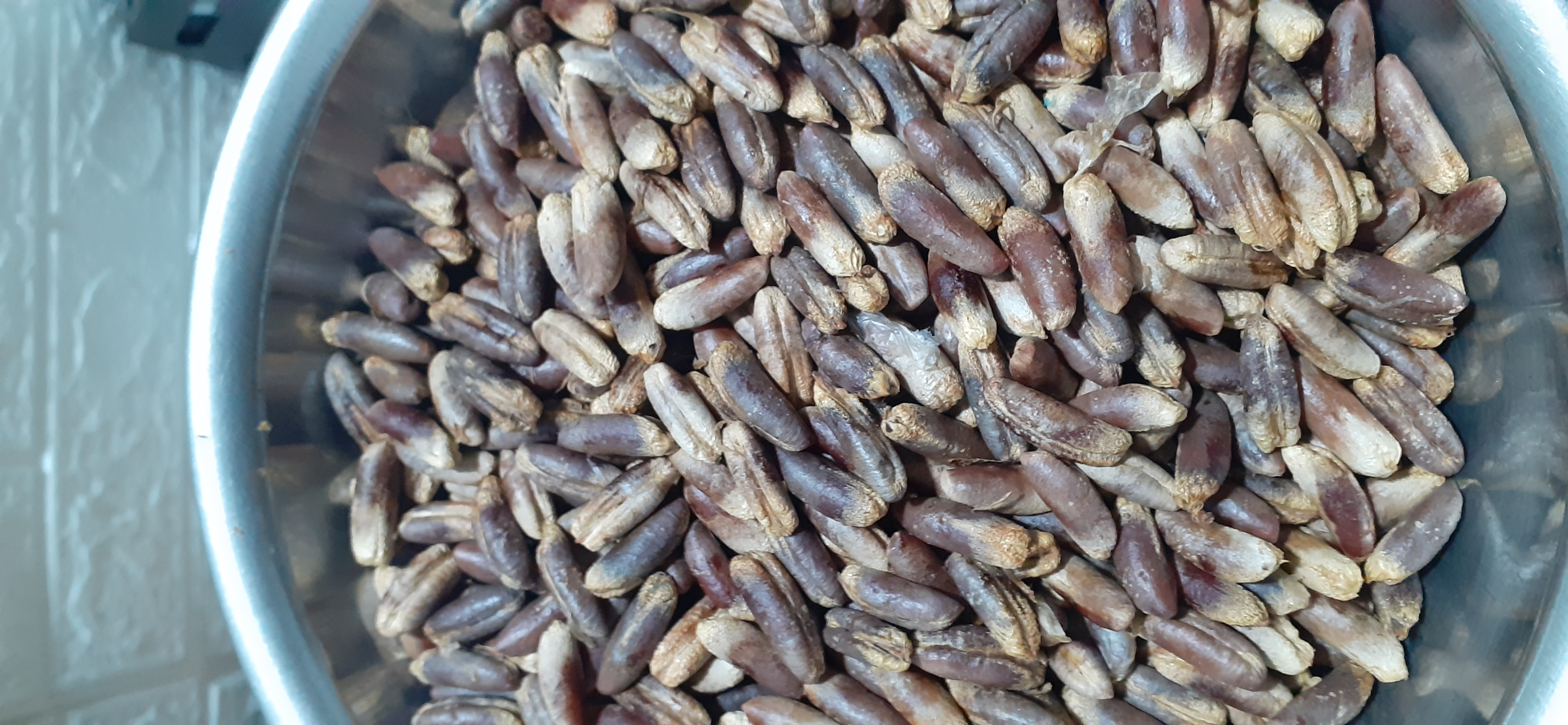 50 gram hạt giống chà là ăn quả