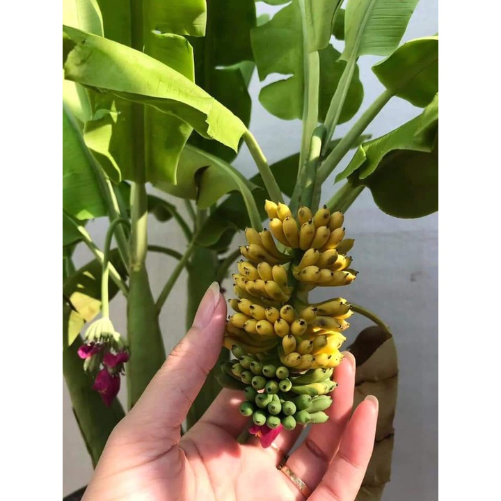 Cây chuối cảnh mini