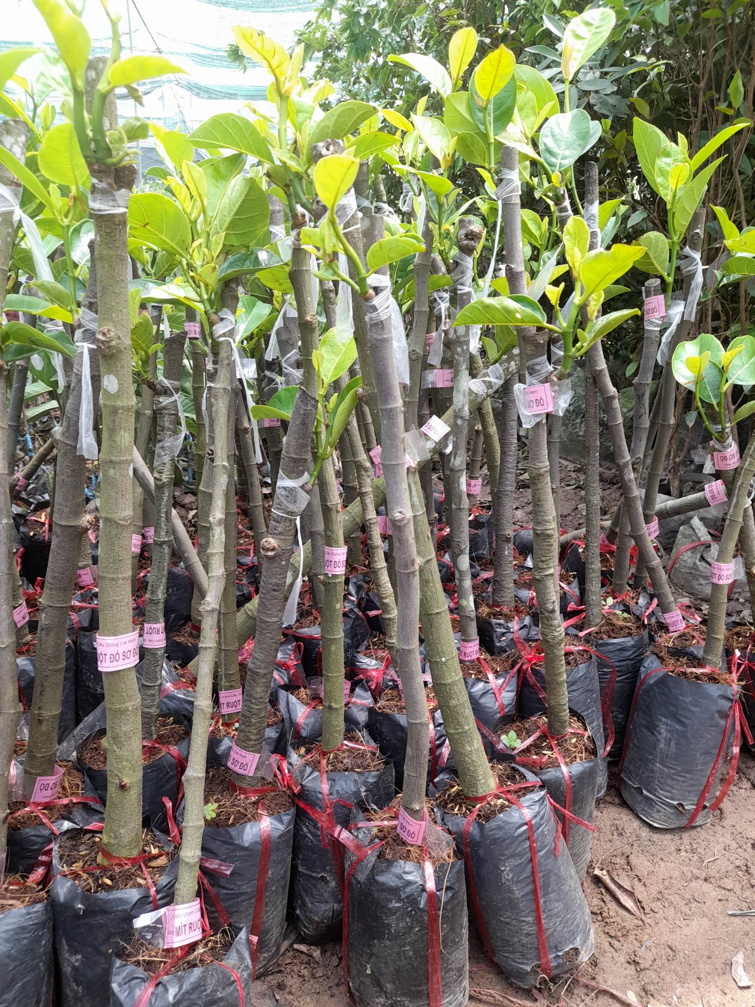 Giống Mít Ruột Đỏ Sơ Đỏ-Cây Ăn Trái+Tặng kèm phân bón