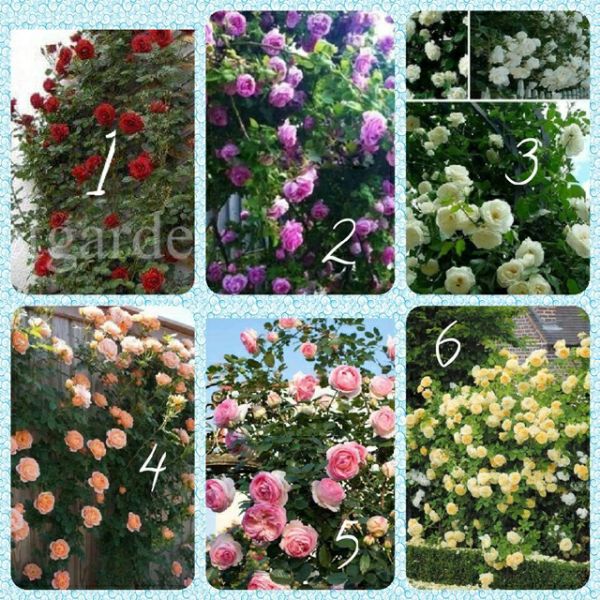 Gốc Hoa Hồng Leo Đà Lạt