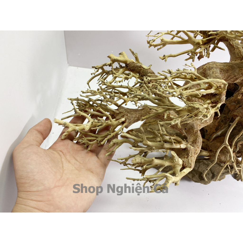 Lũa Bonsai Mini Trang Trí Bể Cá - Bể Thủy Sinh Dáng Đổ