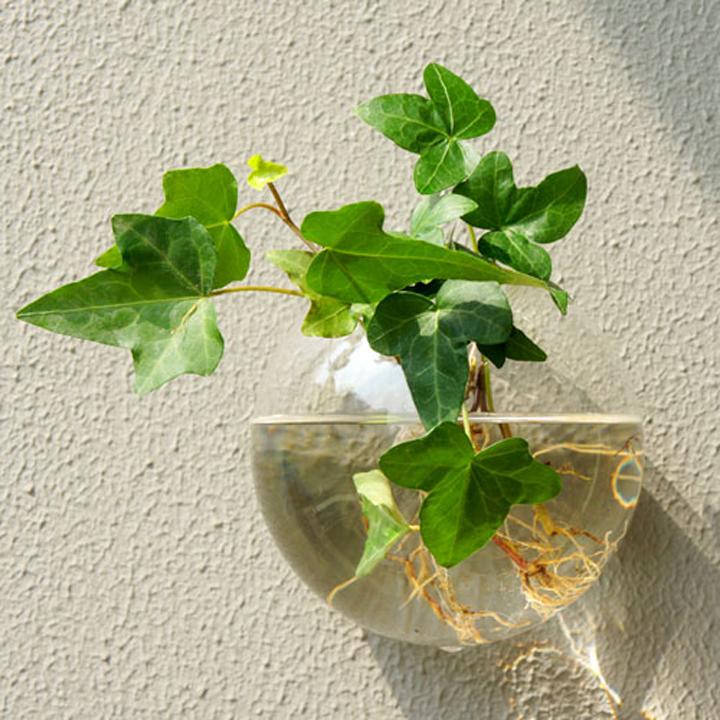Bể cá mini , Chậu thủy tinh treo tường 15cm