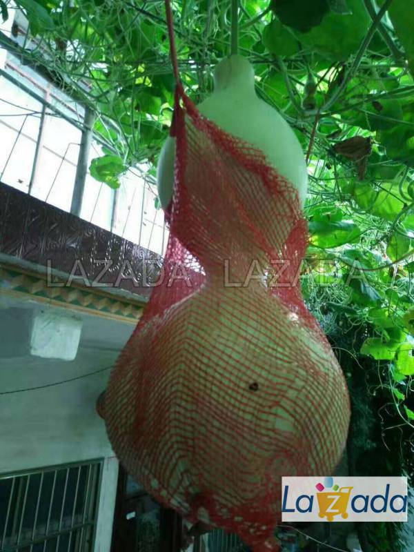 5h Hạt Giống Bầu Hồ Lô Khổng Lồ (A1.303| B54*W34*M302)