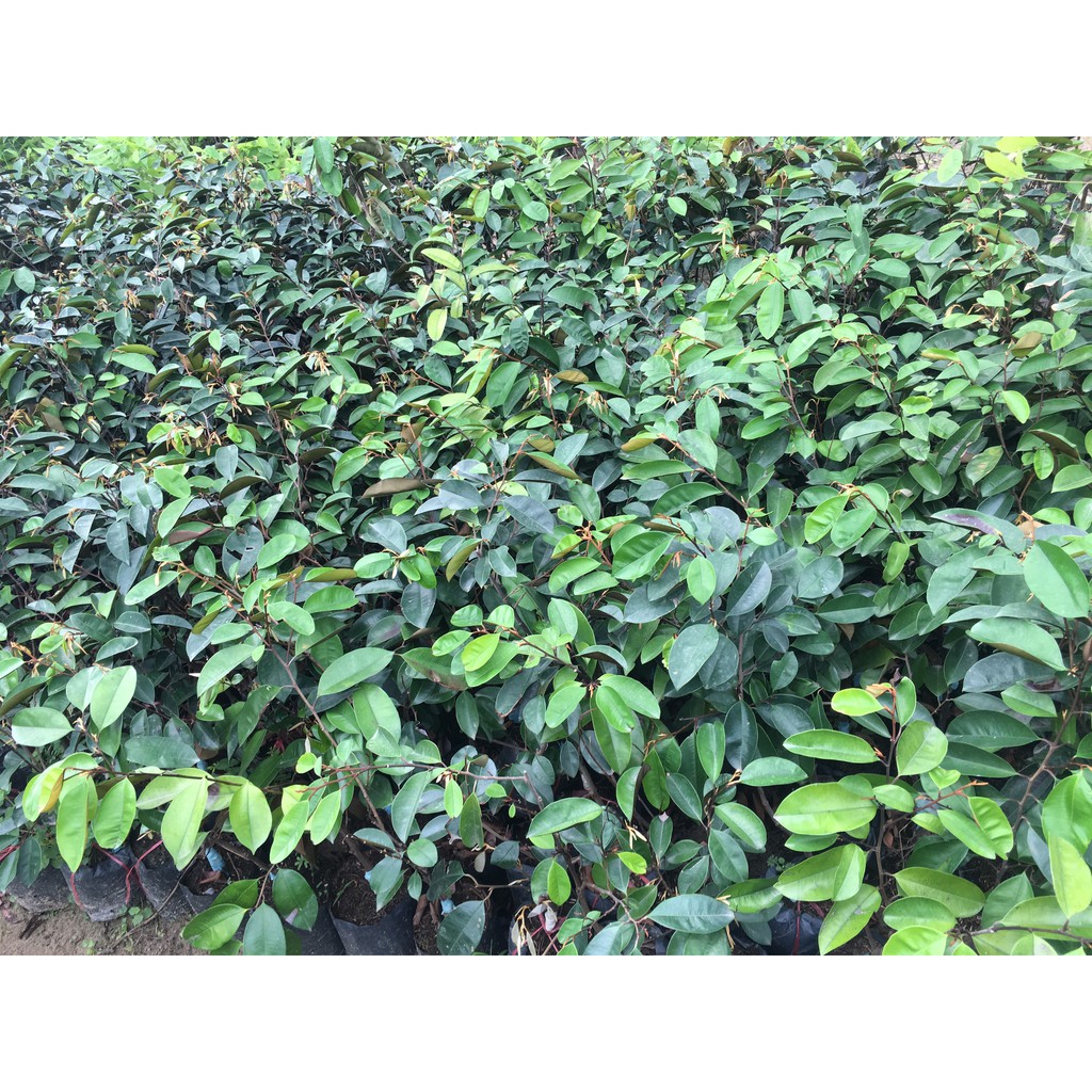 Cây Giống Vú Sữa Tím
