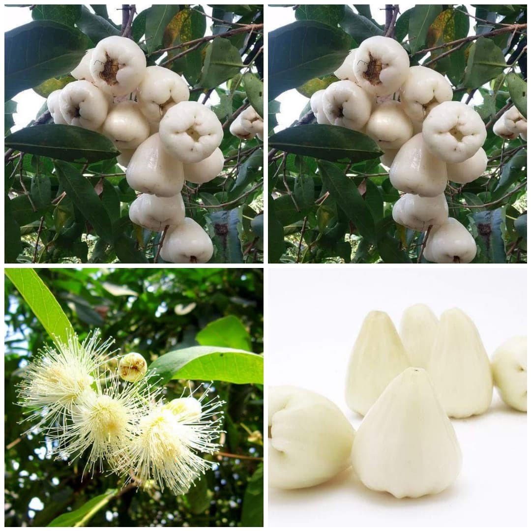 Cây giống mận trắng sữa