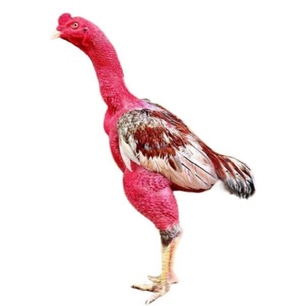 Gà thú bông 3D - Đồ chơi ( hình thật)
