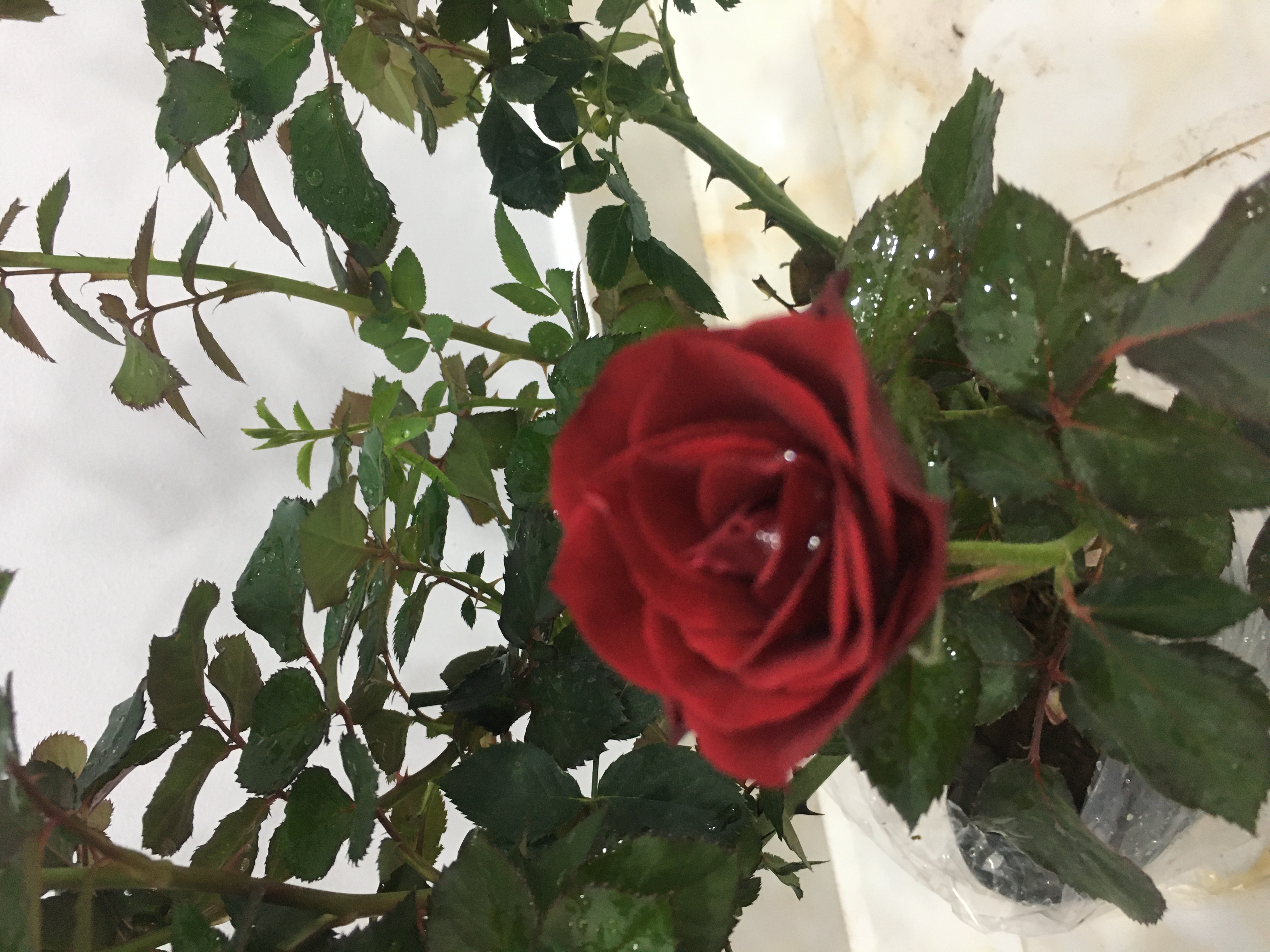 Hoa hồng ngoại nb Tezza đỏ Rose size trung