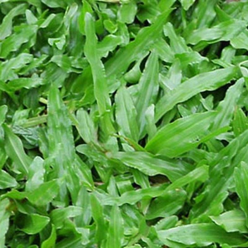 hạt giống cỏ lá gừng ( cỏ thảm gói 500g)