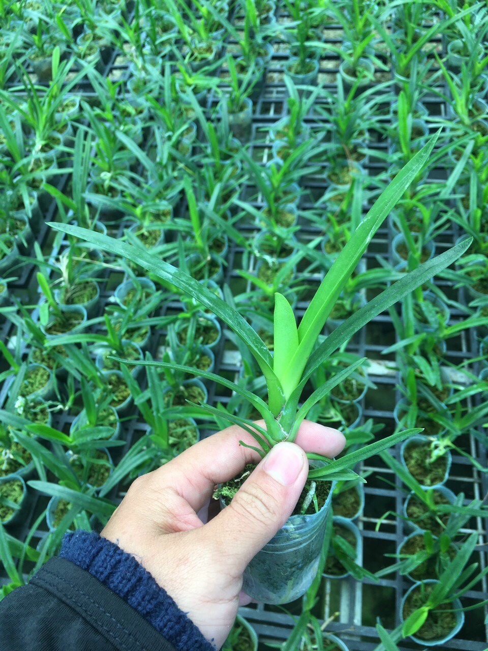 Kiếm Phan trí tự thụ size cây giống