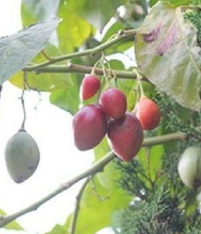 Hạt giống cà chua thân gỗ tamarillo - gói 10 hạt