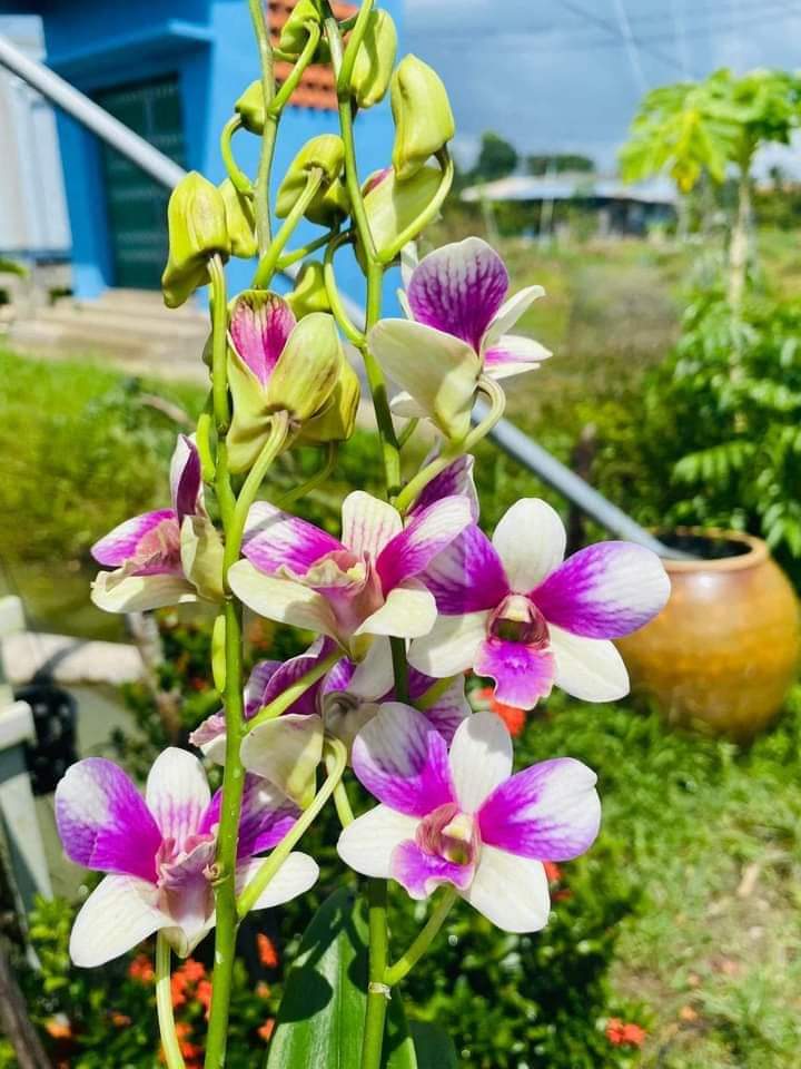 Hoa lan đồng tiền 3 màu