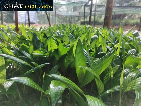Cây cau ăn trầu giống (cao 25-30cm)