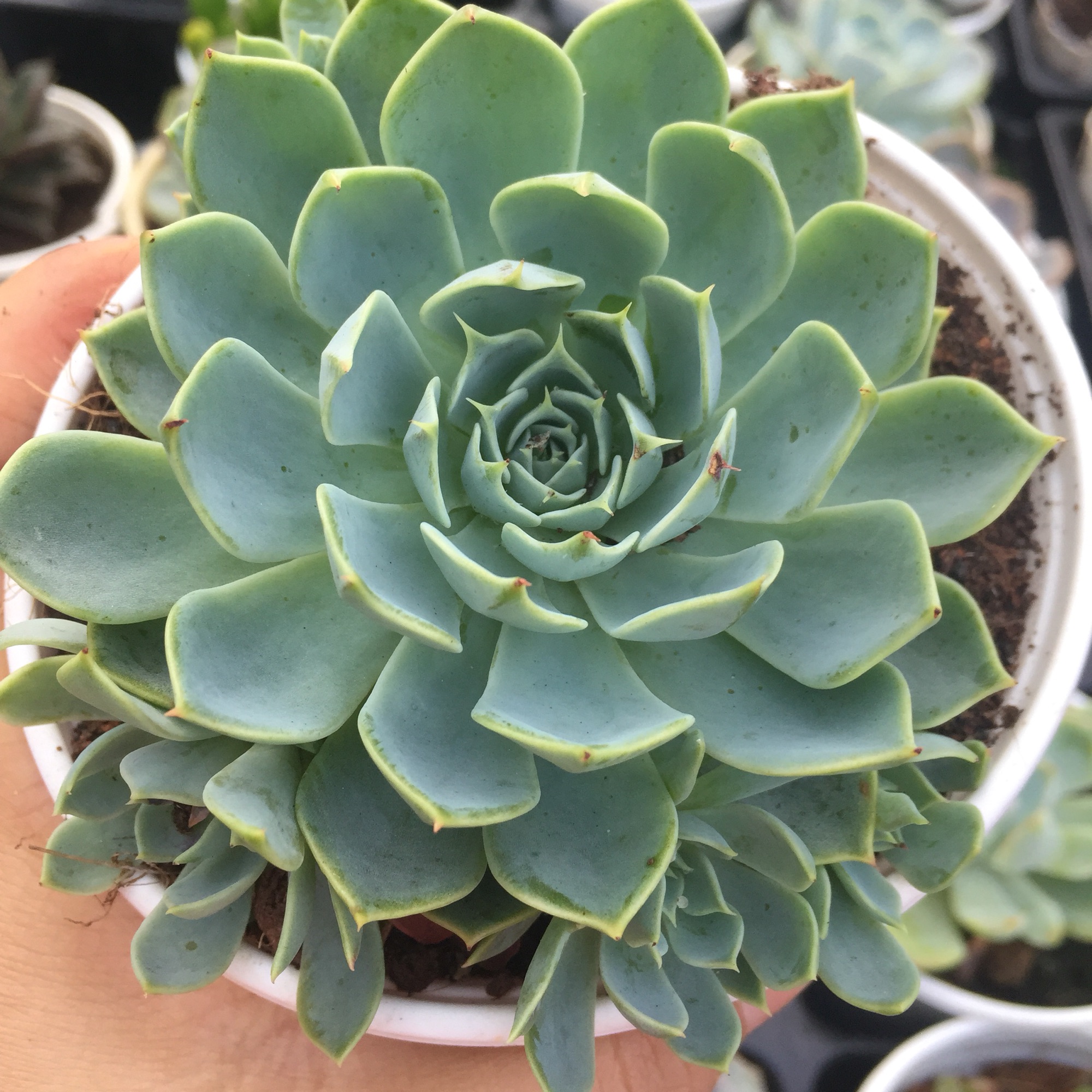 Sen Đá Thái Xanh nhiều con size lớn