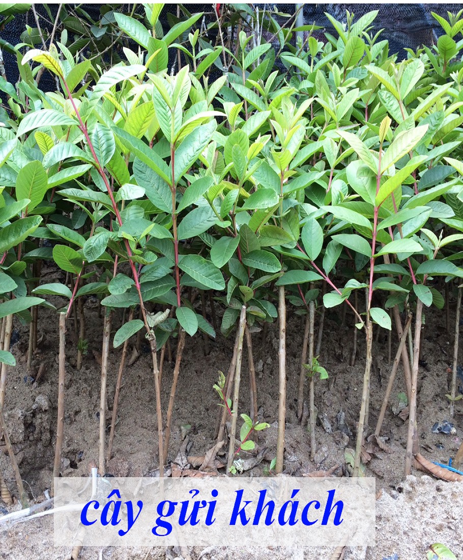GIỐNG CÂY ỔI LÙN TRỒNG CHẬU