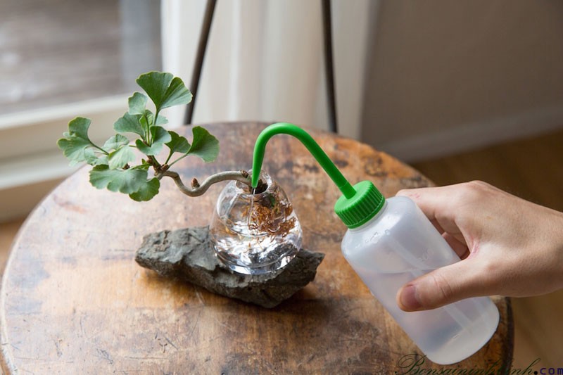 Dung dịch thủy canh BIO – LIFE 1 lít