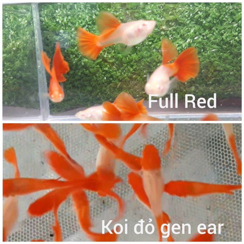 Combo guppy Full Red & Koi đỏ gen ear