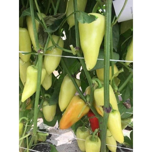 200 HẠT GIỐNG ỚT ĐÙI GÀ THÁI LAN CHỈ CÒN 25K
