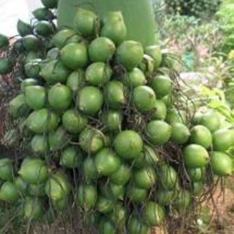 CÂY GIỐNG CAU LÙN TỨ QUÝ