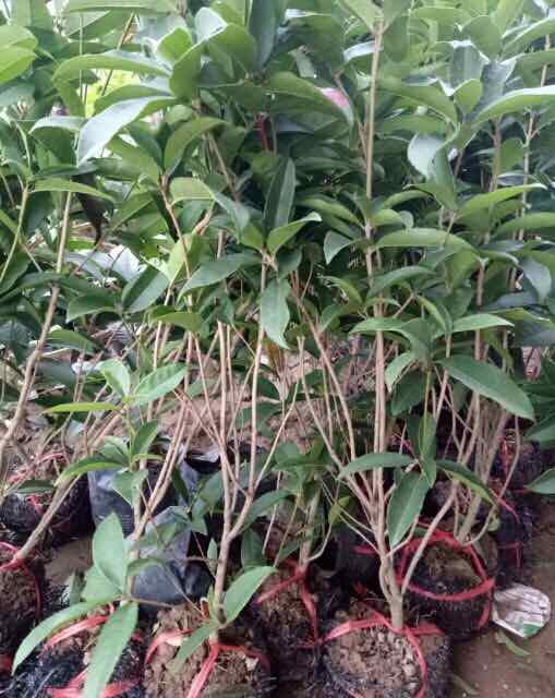 Cây Hoa mộc hương ta cao 50cm
