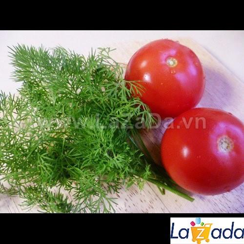 5gr hạt giống thì là