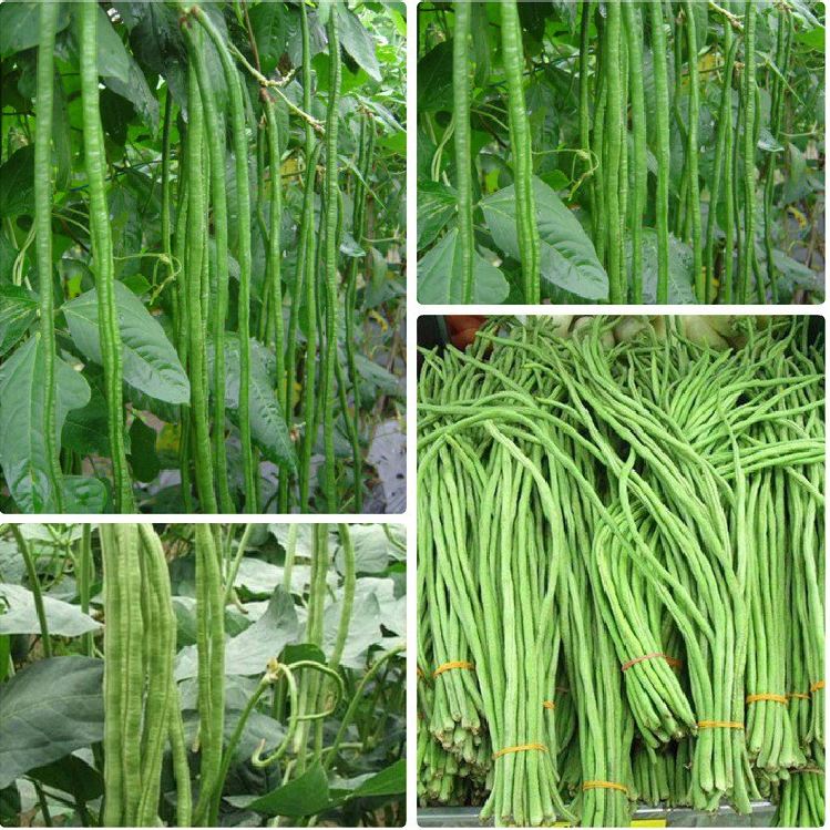 Combo of 2 Packs of Cowpea Seeds (1 Pack of Green and 1 Pack of Red)