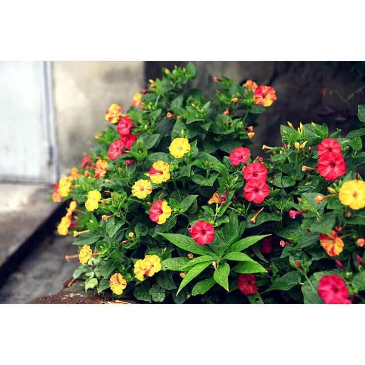 Đầu béc bình xịt DUDACO 1-2 lít