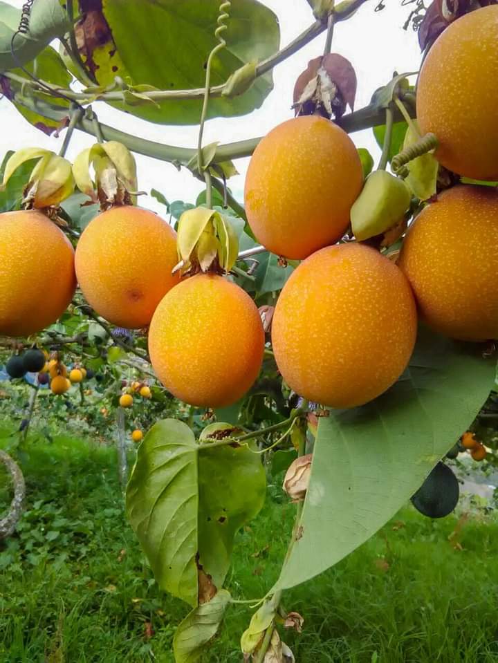 CHANH DÂY NGỌT COLOMBIA ( gói 10 hạt)