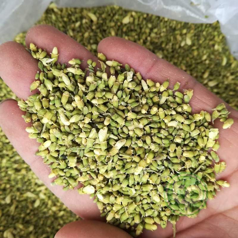 [Túi nhỏ loại 100gram]Trà hoa hòe khô Tấn Phát - Trà ngon bổ dưỡng
