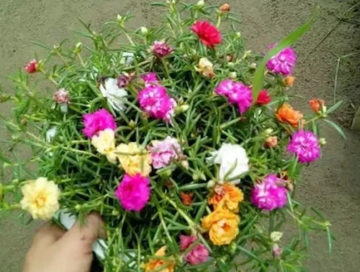 Cây hoa mười giờ - Cây cảnh trang trí