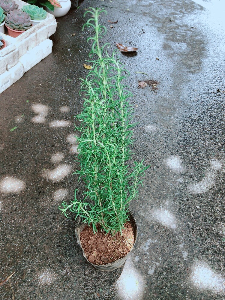 Chậu Hương Thảo