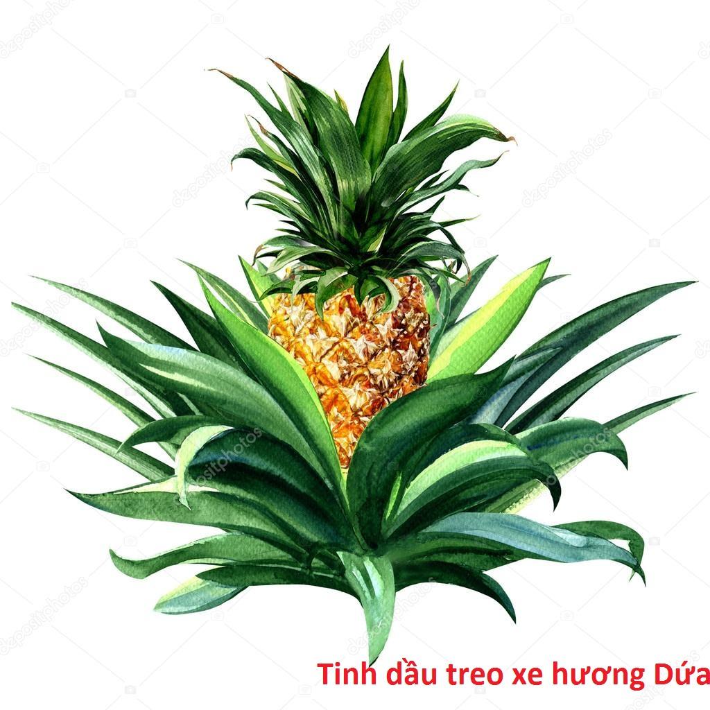 Tinh dầu thơm hương Dứa lọ 10ml