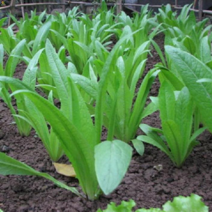HẠT RAU CẢI NHÍP - GÓI 10 GRAM