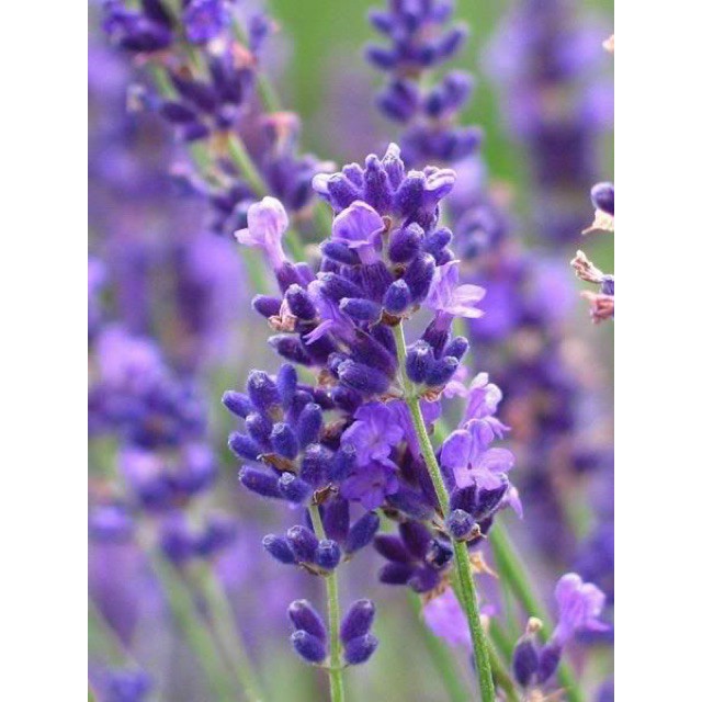 Hoa Oải Hương Nụ Khô (Lavender)|1KG