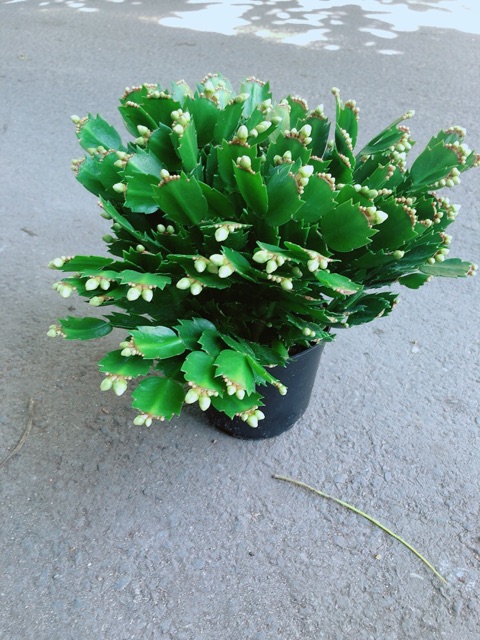 Cây Càng Cua Hoa Trắng (có thêm màu đỏ, hồng)
