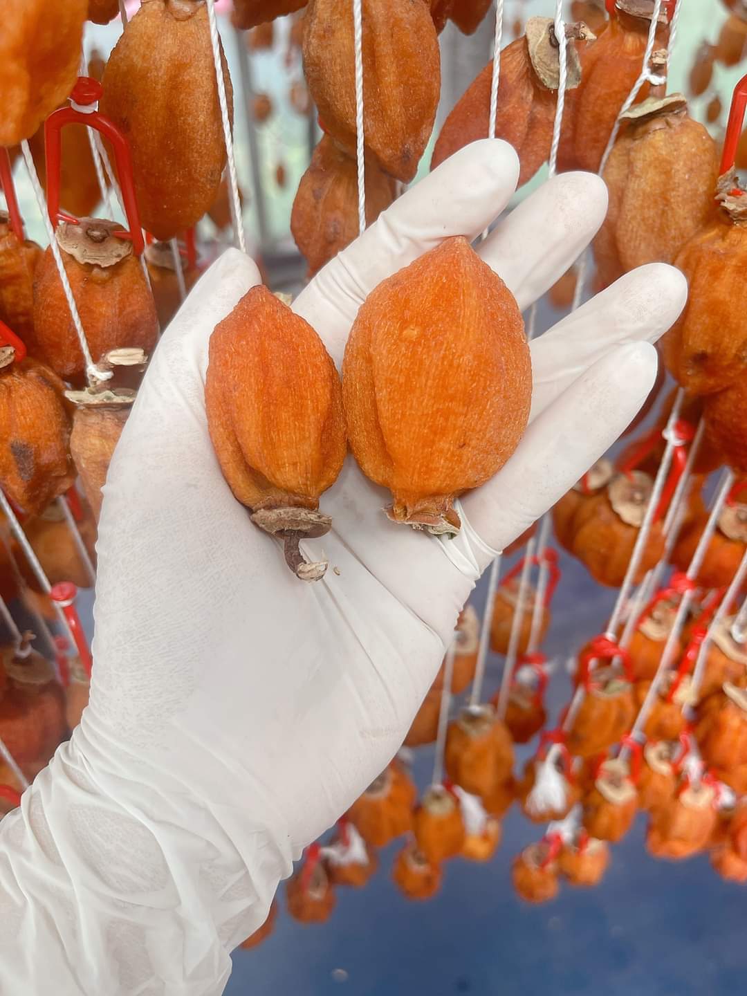Hồng Treo Gió Dran Đơn Dương Lâm Đồng